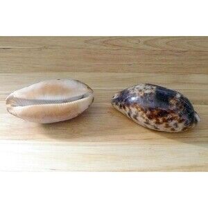Tortoise cowries 3.5 - 4" beach decor ocean theme beach wedding